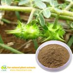 100% Extracto de Tribulus Terrestris en polvo de planta de hierbas de buena calidad natural puro 95%