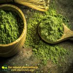 OEM/ODM Top Quality Pure Green Tea Matcha Powder From Matcha Wholesale