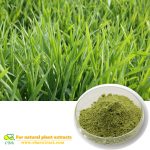 Buck wheat extract Barley seedling powder Rhizoma Fagopyri Dibotryis