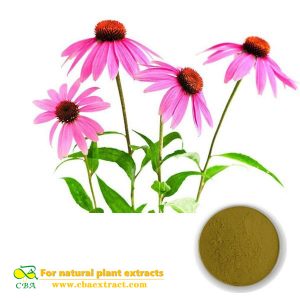 Echinacea Extract Best Quality Polyphenols 4% Echinacea Extract