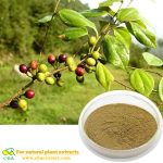 Factory Price Combined Spicebush Root Extract Powder