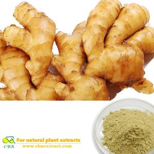 Top quality Organic Ginger Root extract for nausea Green Healthy Ginger Extract Powder Capsules