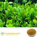 Green Tea Extract Catechins Natural herb extract
