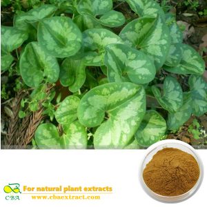 Herba Asari Extract Radix et Rhizoma Asari Wildginger Herb Extract Wildginger Herb Extract