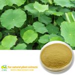 Natural Lotus Leaf Extract Powder With 2%-98% Nuciferine for weight loss wholesale and good quality