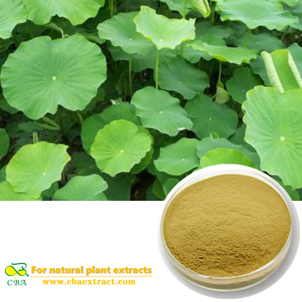 Extracto de hoja de loto natural Extracto de hoja de loto natural en polvo con extracto de hoja de loto de Nuciferina 2%-98%