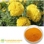 Marigold Extract|Natural Lutein Marigold Flower Extract Health Benefits Marigold Extract Lutein Tagetes erecta L. Esters Powder