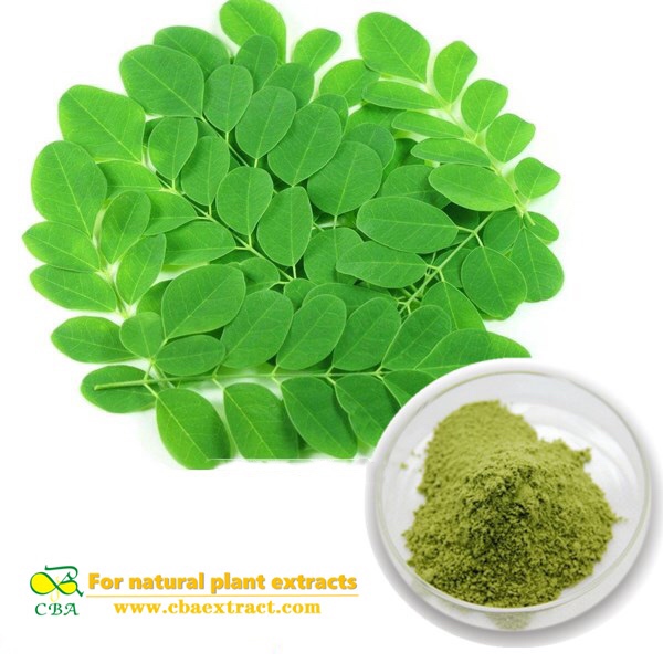 Factory Moringa leaf powder buyers with best price