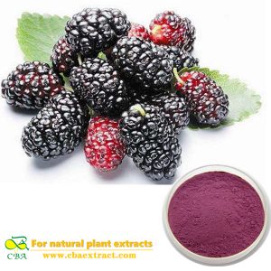 Natural Mulberry Leaf Extract Deoxynojirimycin polysaccharides mulberry leaf extract Chinese herb medicine good for heart