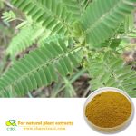 Nomame Semaherb Extract Cassia nomame Sieb. Kitagawa Flavanols for weight loss food additives and health care wholesale in factory price