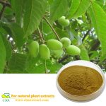 Extracto natural de hoja de olivo Camptotecina Hidroxicamptotecina