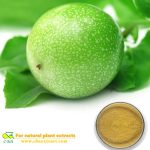 PASSION FLOWER EXTRACT Passionflower Extract Organic passion fruit powder passion flower extract powder Passiflora coerulea L Flavones 4%