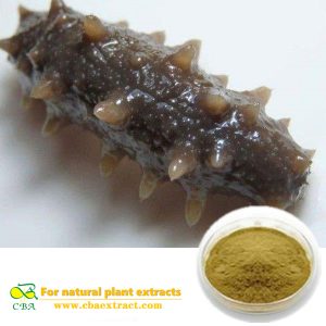 CBA factory High quality Audited Supplier Provide Sea Cucumber Extract