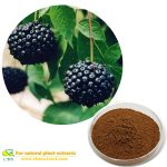 Natural Siberian Ginseng Plant Extract Acanthopanax Extract with Eleutherosides