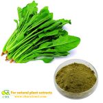 Spinach extract powder Dehydrated spinach powder