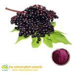 High Quality Pure Black Elderberry Powder Extract Sambucus Williamsii Hance powder