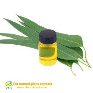 cosmetics grade natural eucalyptus essential oil